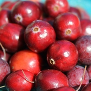 Cranberries und Preiselbeeren Cranberries und Preiselbeeren